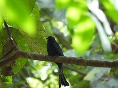 Surniculus dicruroides