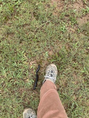 Archispirostreptus gigas