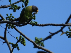 Psittacula cyanocephala
