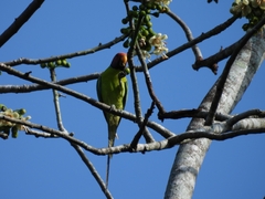 Psittacula cyanocephala