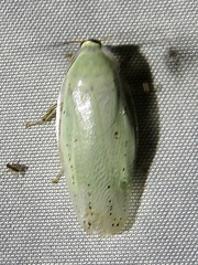 Panchlora