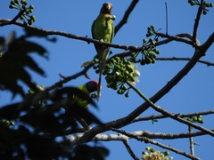 Psittacula cyanocephala