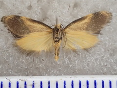 Eupselia