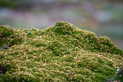 Azorella