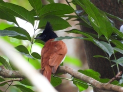 Terpsiphone paradisi paradisi