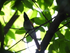 Terpsiphone paradisi paradisi