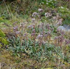 Valeriana adscendens