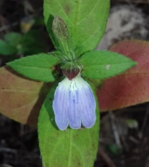 Cynarospermum asperrimum