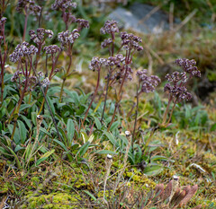 Valeriana adscendens
