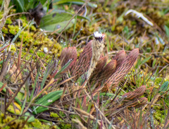 Phlegmariurus crassus