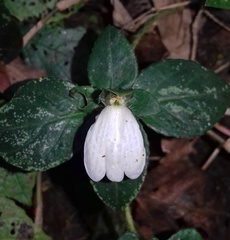 Cynarospermum asperrimum