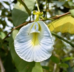 Clitoria ternatea albiflora