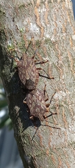 Coenomorpha nervosa