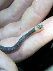 Enulius flavitorques
