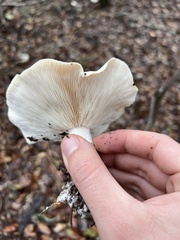 Hygrophorus subsordidus