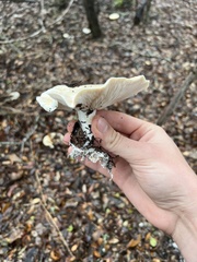 Hygrophorus subsordidus