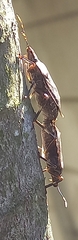 Coenomorpha nervosa