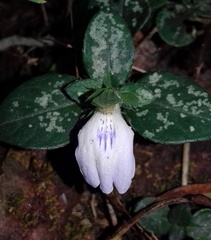 Cynarospermum asperrimum