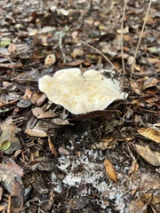 Hygrophorus subsordidus