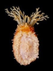 Lissothuria nutriens image