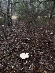 Hygrophorus subsordidus