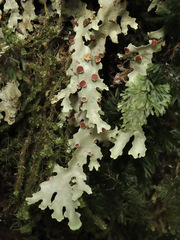 Pseudocyphellaria homoeophylla