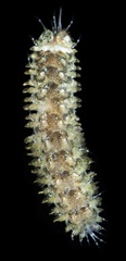 Thormora setosior