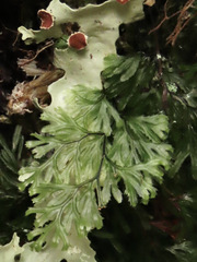 Hymenophyllum multifidum