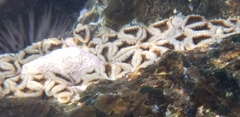Palythoa