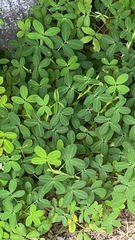 Arachis pintoi