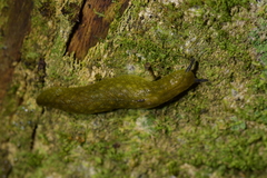 Athoracophorus papillatus