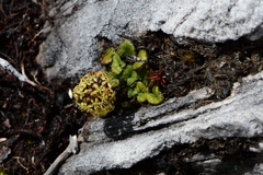 Diplaspis cordifolia