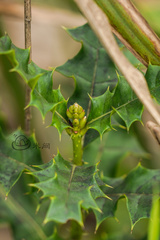 Acanthus ebracteatus