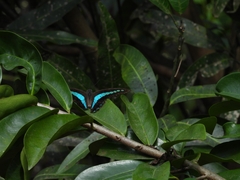Graphium teredon