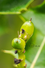 Acanthus ebracteatus