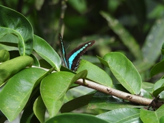 Graphium teredon