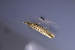 Orocrambus ramosellus