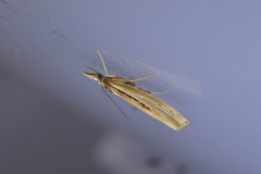 Orocrambus ramosellus
