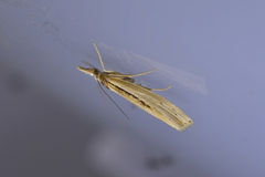 Orocrambus ramosellus