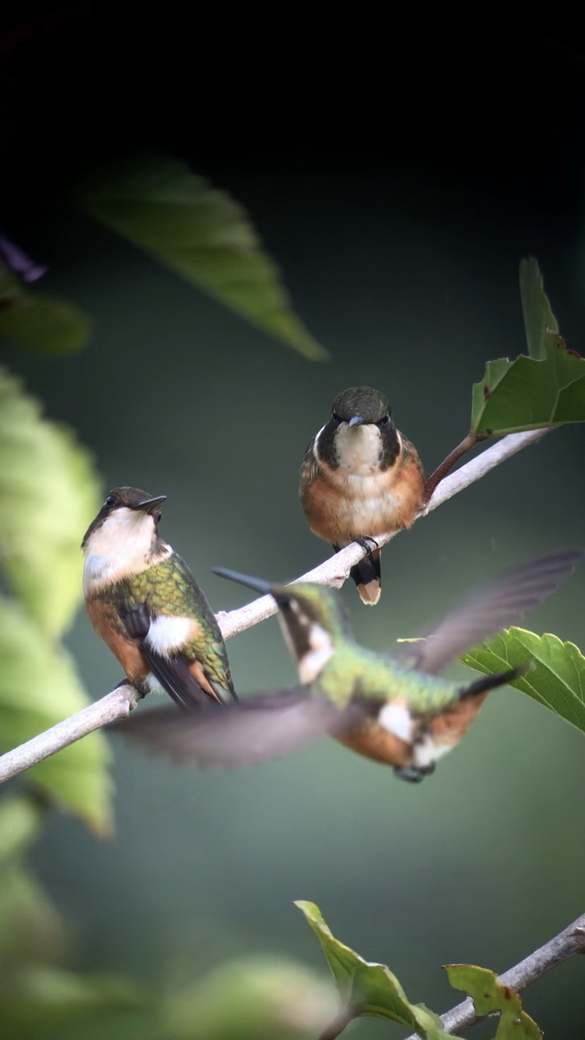 Magenta-throated Woodstar illustration