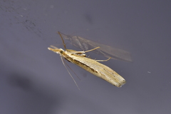 Orocrambus ramosellus