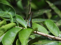 Graphium teredon
