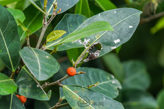 Ficus tinctoria gibbosa