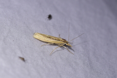 Orocrambus ramosellus