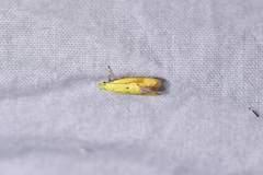 Gymnobathra flavidella