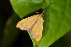 Deana hybreasalis