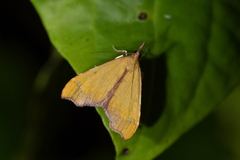 Deana hybreasalis