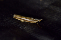 Orocrambus apicellus