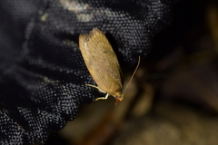 Phaeosaces coarctatella
