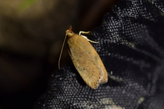Phaeosaces coarctatella
